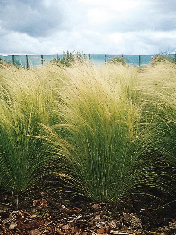 The Prettiest Ornamental Grasses For Sun And Shade Hgtv,Red Wine Types