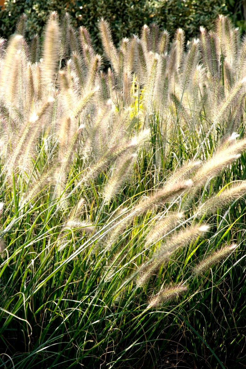 Fountain Grass 'Hameln'