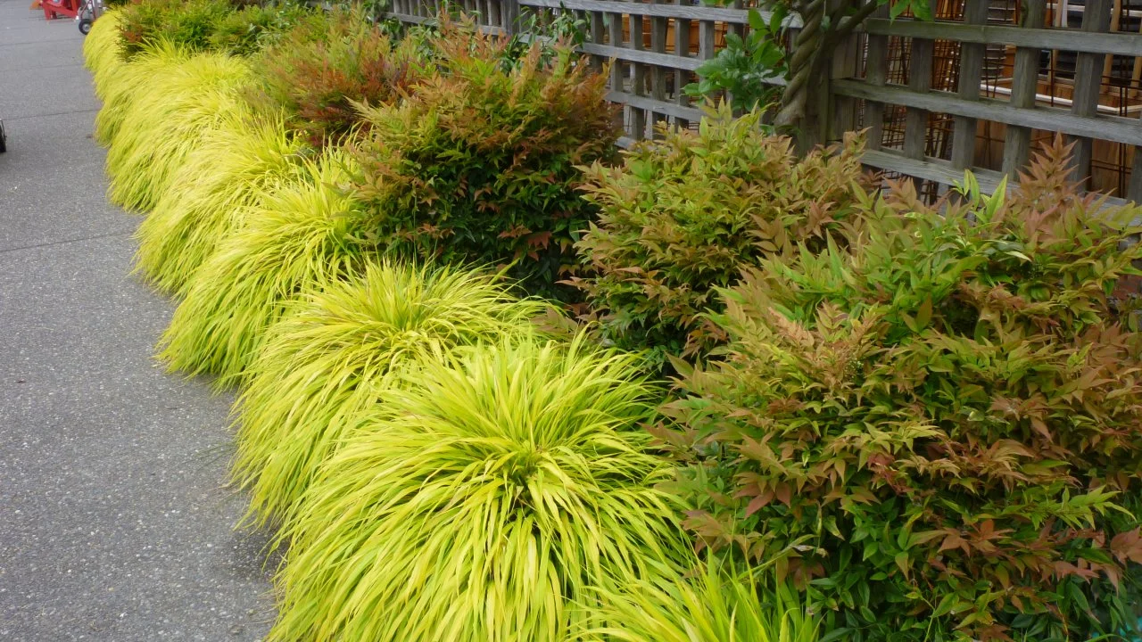 Golden japanese forest grass discount