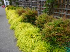 Japanese Forest Grass
