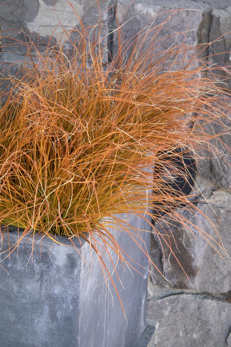 Orange New Zealand Sedge 