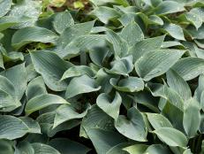 hosta halcyon hostas shade francee shutterstock manfred garden flowers gardens plant plants start