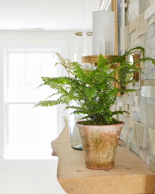 Maidenhair Fern | HGTV