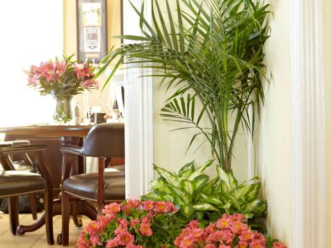 How to Care for a Majesty Palm Indoors