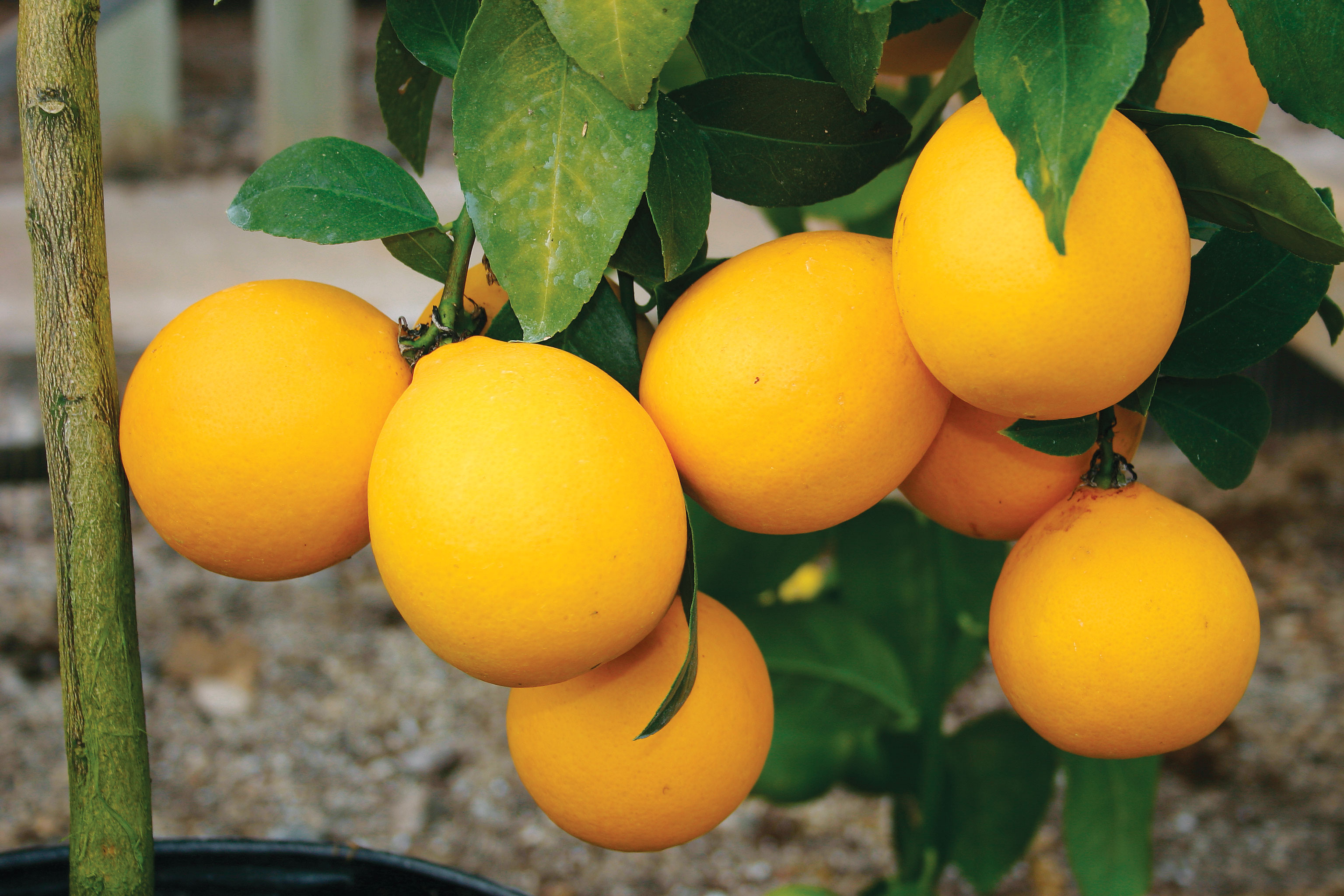 meyer lemon tree meyer lemon tree