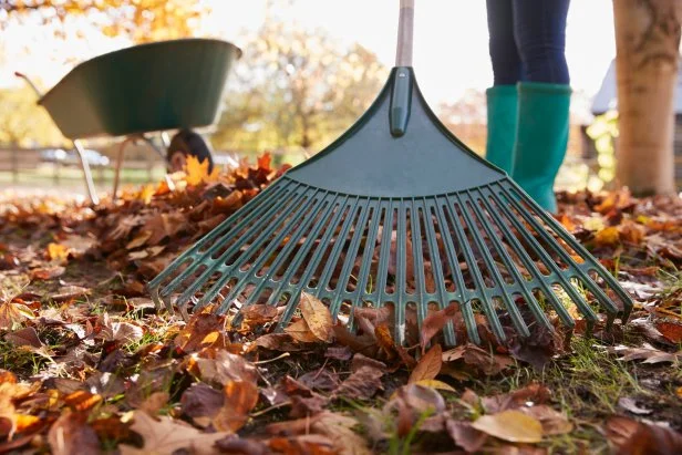 Rake Leaves