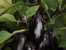 Eggplant 'Patio Baby'
