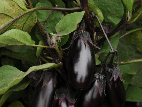 Companion Planting for Eggplant