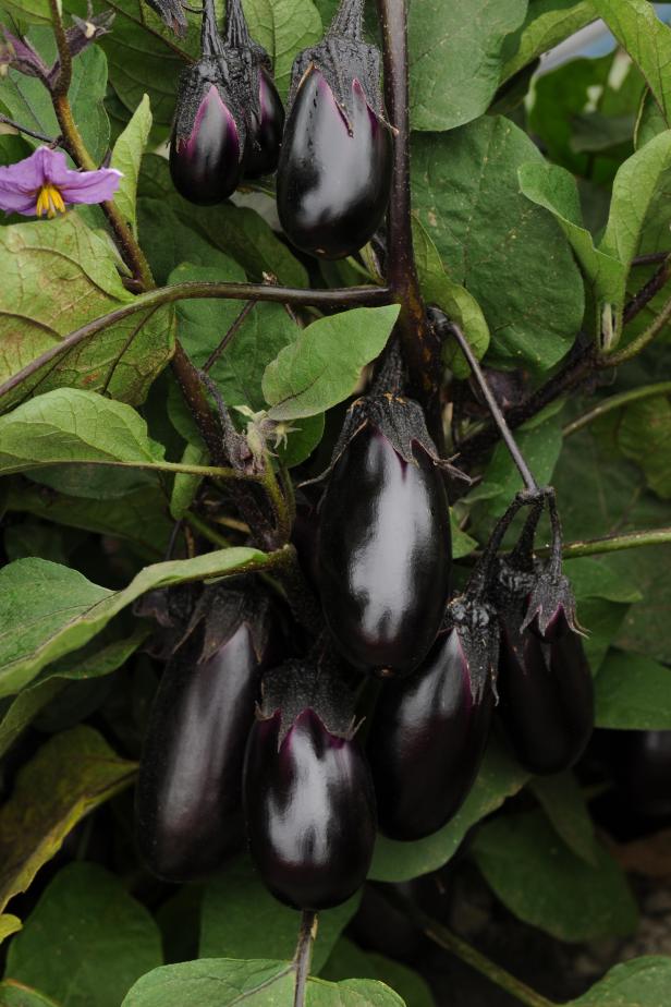 Eggplant 'Patio Baby'
