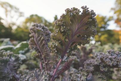 The Ultimate Guide to Growing Kale - Creative Simple Living