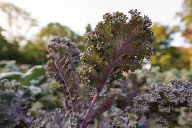 Kale 'Scarlet'