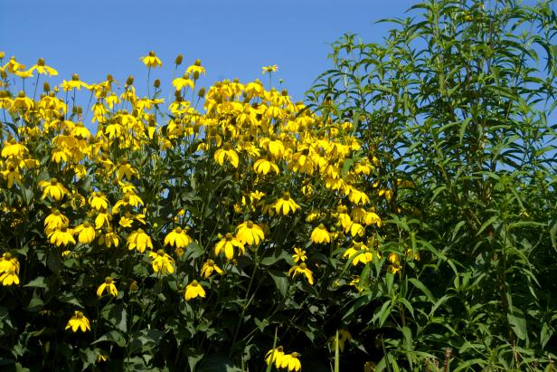 Tall Black-Eyed Susan