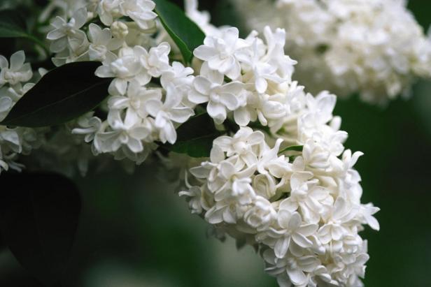 ‘Madame Lemoine’ Lilac