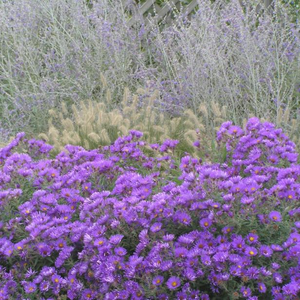 Fall Perennials Aster Russian Sage