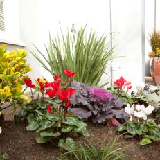 Colorful Plants in Residential Landscape