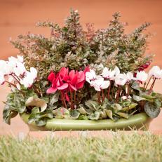 White and Red Cyclamen Plants in Green Flowerpot