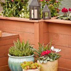 Pots of Cyclamen, Aloe, and Sedum on Redwood Deck