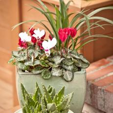 Light-Green Flowerpots With Cyclamen and Aloe Plants