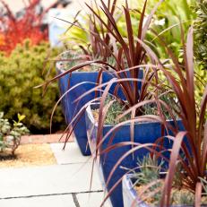 Cobalt-Blue Containers With Red Miscanthus Ornamental Grass