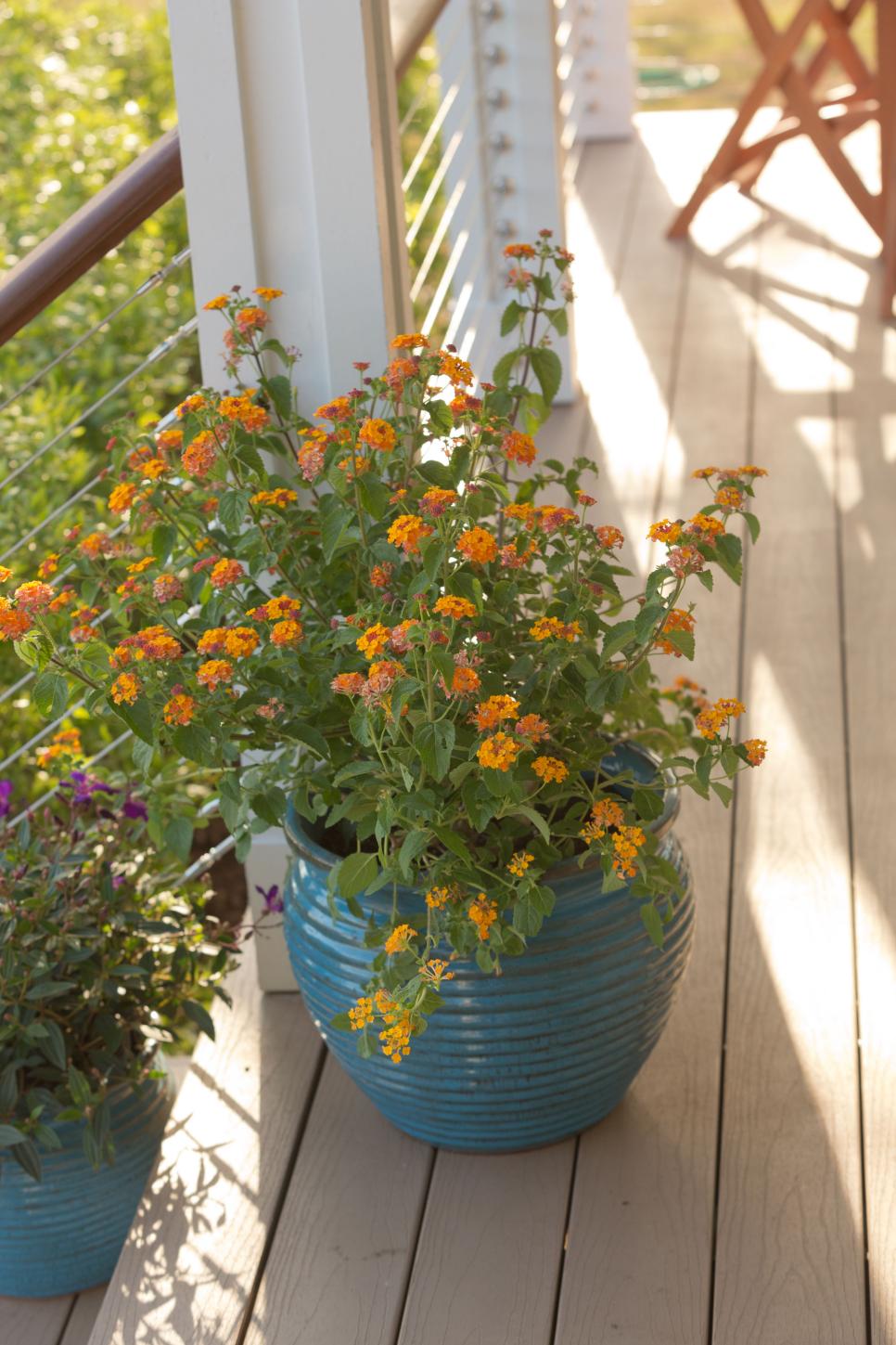 yellow lantana in turquoise container on porch hgtv