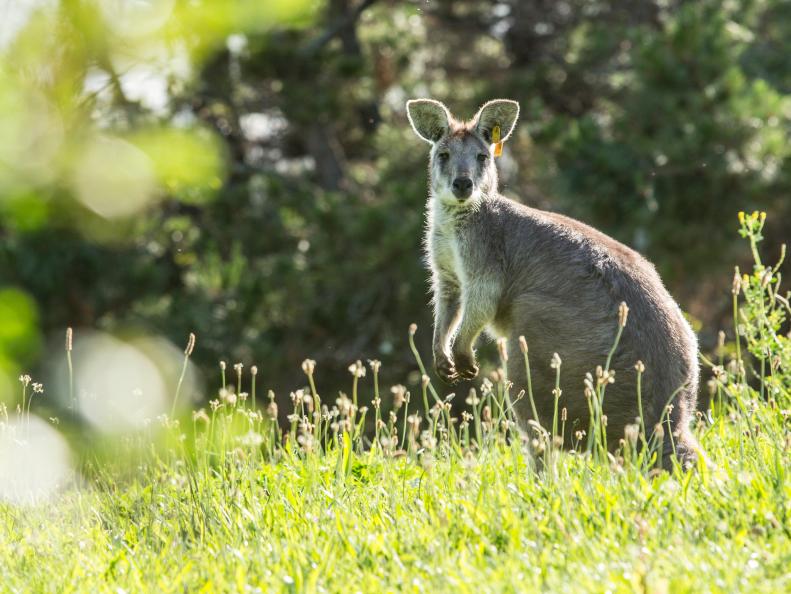 Wallaroos in a behind-the-scenes tour of the Oakland Zoo, as seen on Brother vs. Brother.