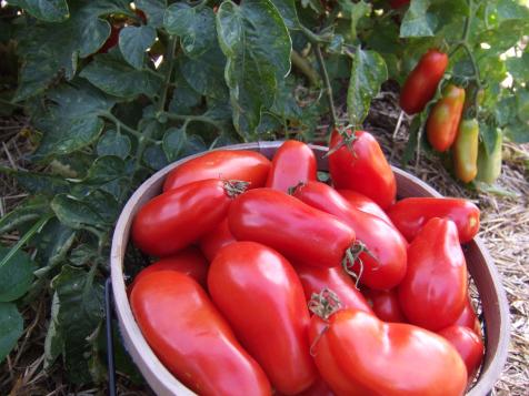 Why You Should Grow Paste Tomatoes