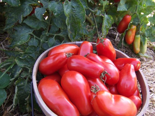 Heirloom Tomatoes Roma
