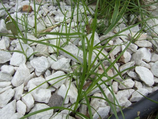 Cyperus Nutsedge Weed