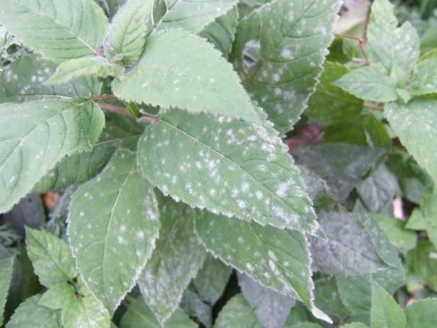 chocolate mint plant seeds Buy Mint Chocolate Chip Cannabis Seeds  Premium Cultivars