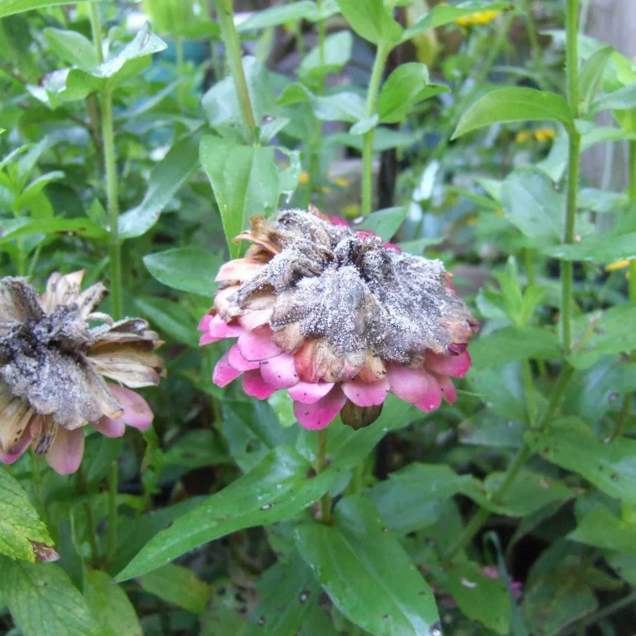 Common Garden Plant Diseases | HGTV