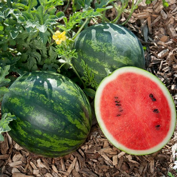 Bush Watermelon