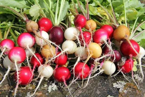 Colorful Radishes