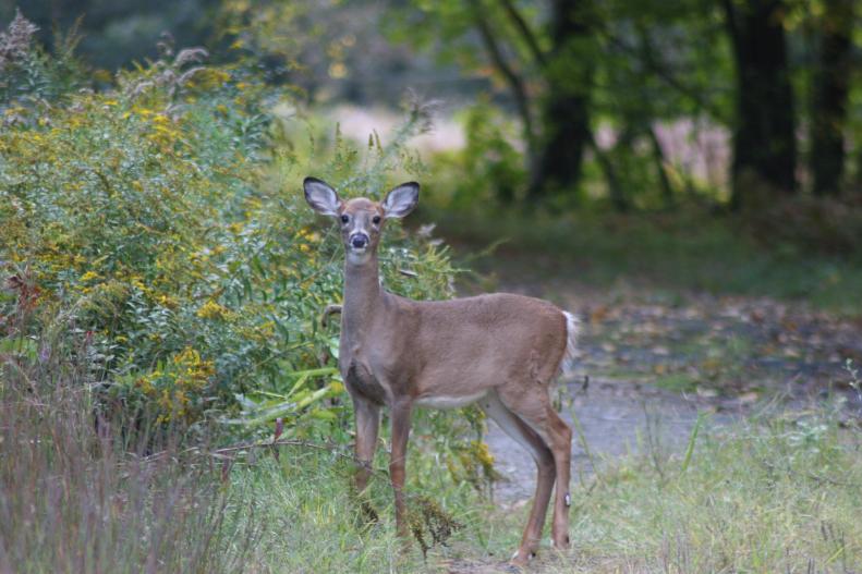 Deer In Garden