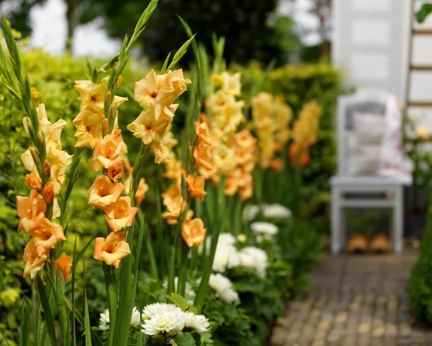 Gladiolus With Mums