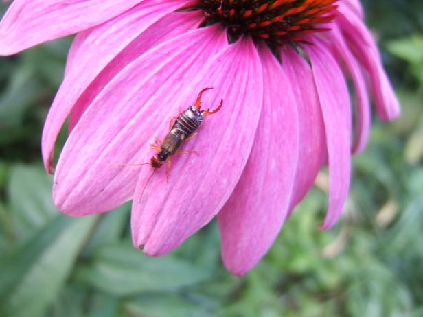 Bug On Coneflower