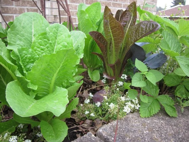 Leaf Lettuce And Sweet Alyssum