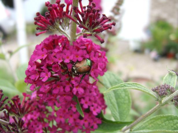 Butterfly Bush Pests