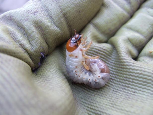 Grub With Mouthparts