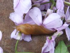 Garden Slug