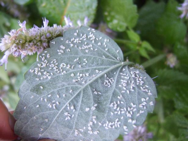 Whitefly On Anise Hyssop
