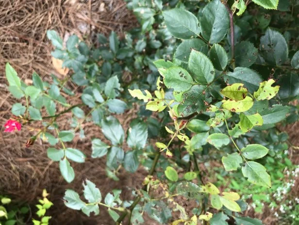 Black Spot Disease on Roses