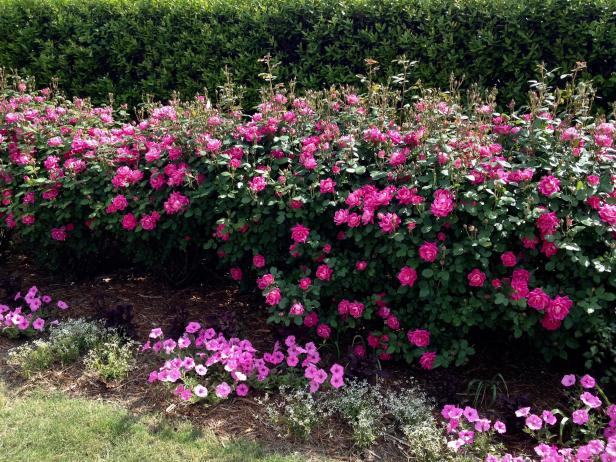 Knock Out Rose Hedge