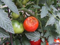 Wildlife Eating Tomatoes