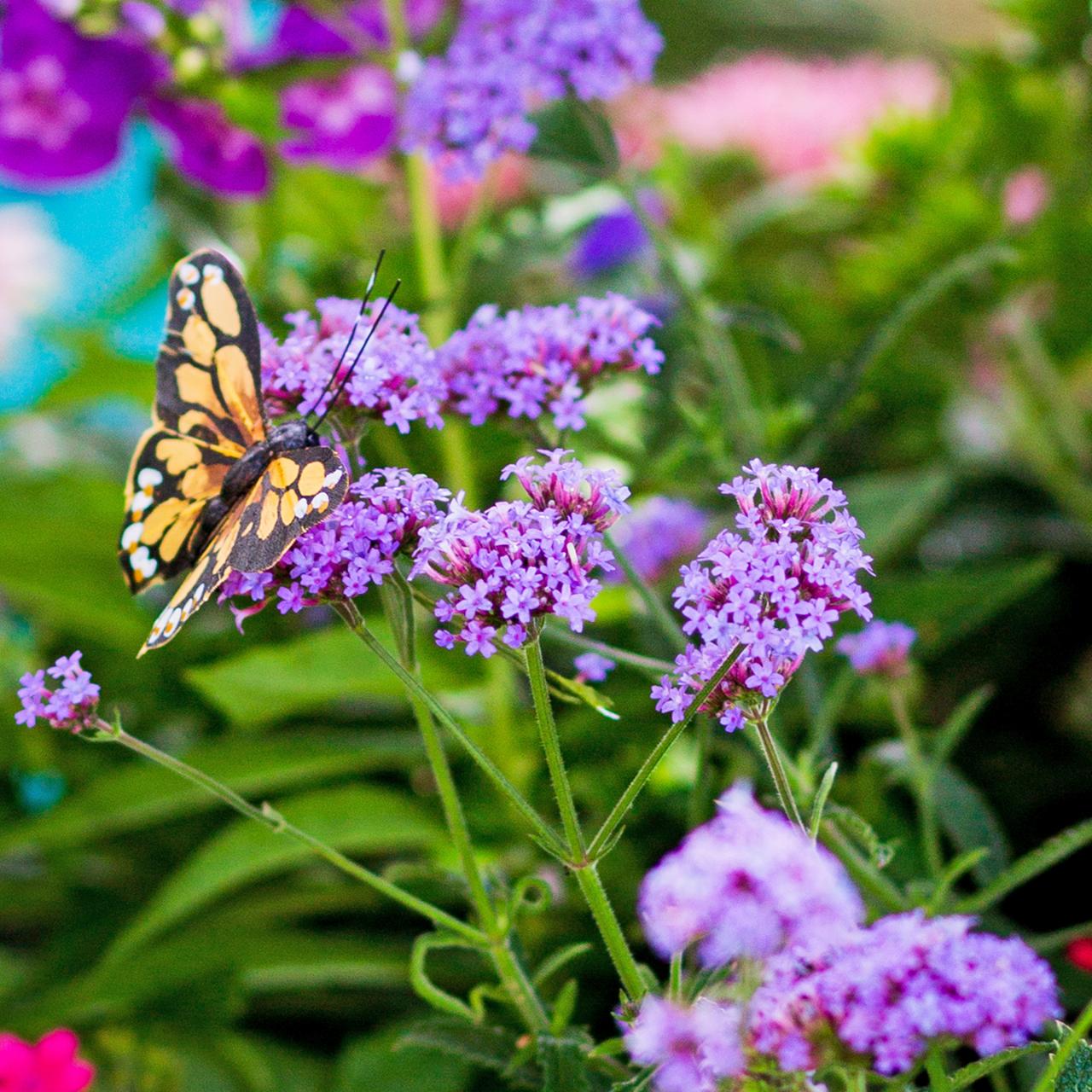 BUTTERFLY CUTIE in Wapakoneta, OH  Haehn Florist, Greenhouses, & Flower  Delivery