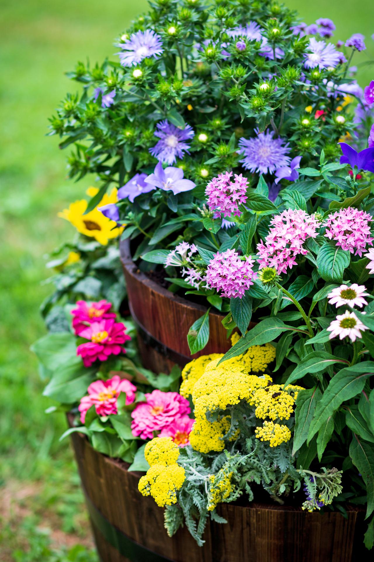 6 Beautiful Pollinator Container-Garden Designs - FineGardening