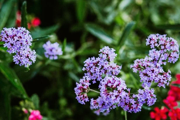 Verbena bonariensis 'Lollipop'