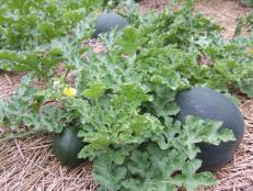 Icebox Watermelon Plant