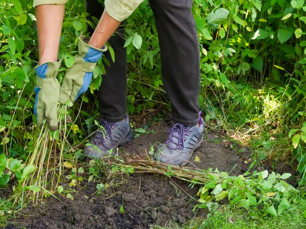 How To Garden In 15 Minutes A Day | HGTV