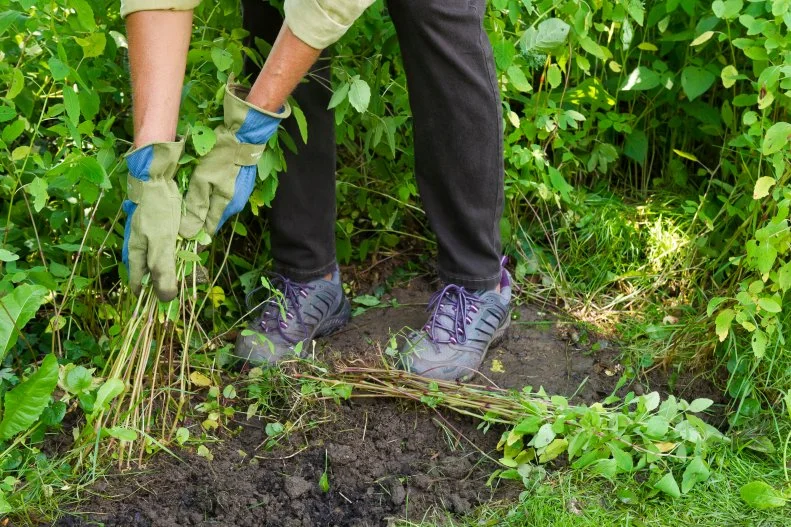 Hand Pulling Weeds