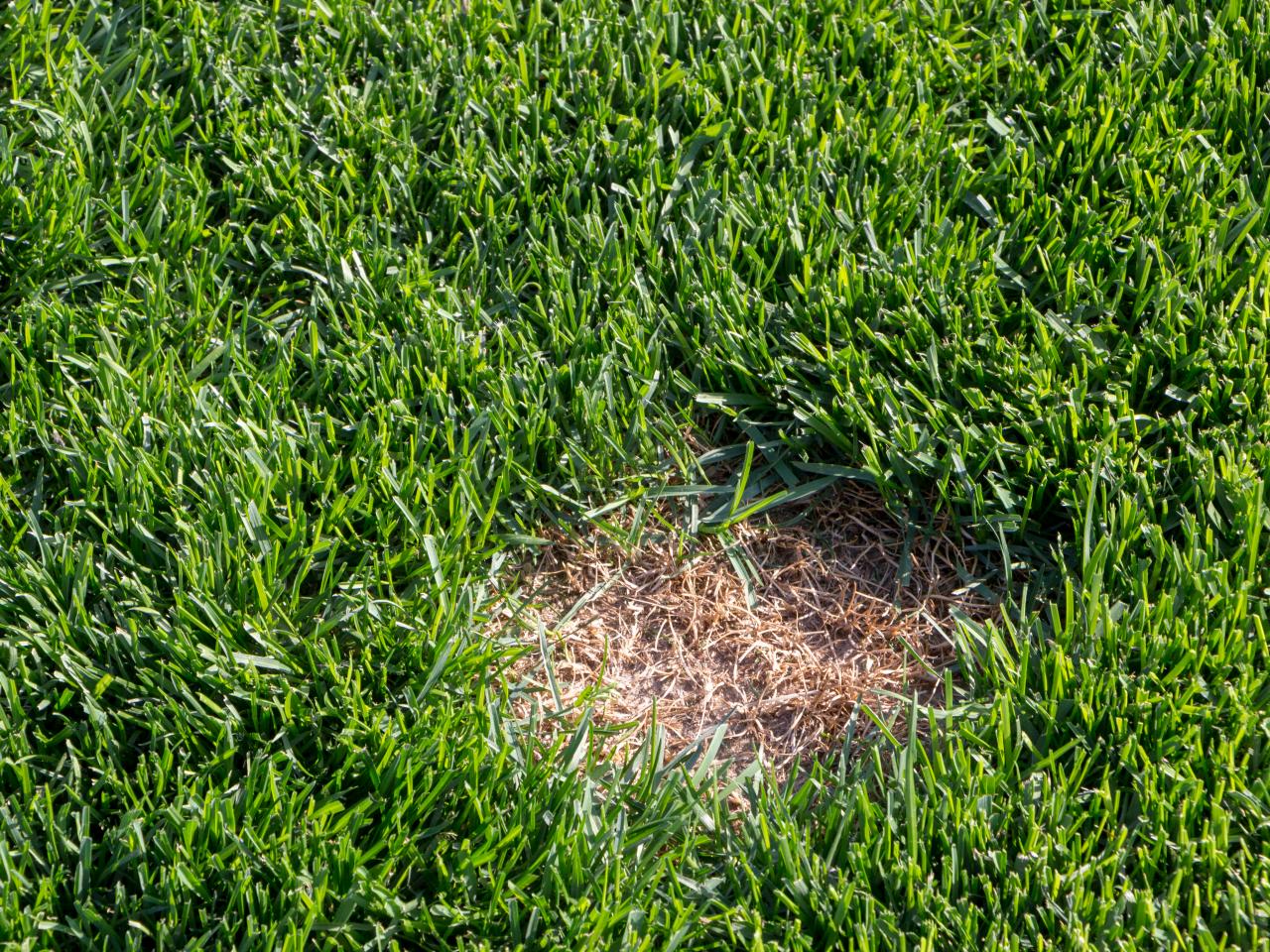 And what is this? That's a stubborn grass patch! Where we really want grass,  well, there is only weeds. #homesweethome ••• 6 on 6 no ar e falando um  apanhado ge…